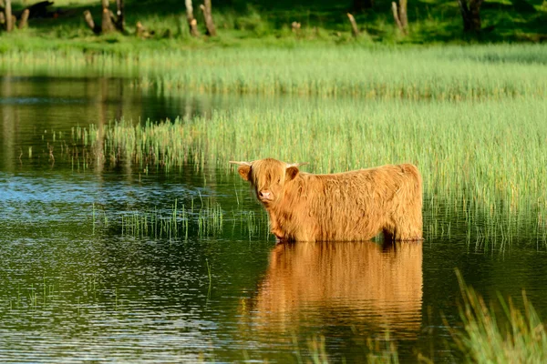 Vaca das Terras Altas no lago — Fotografia de Stock
