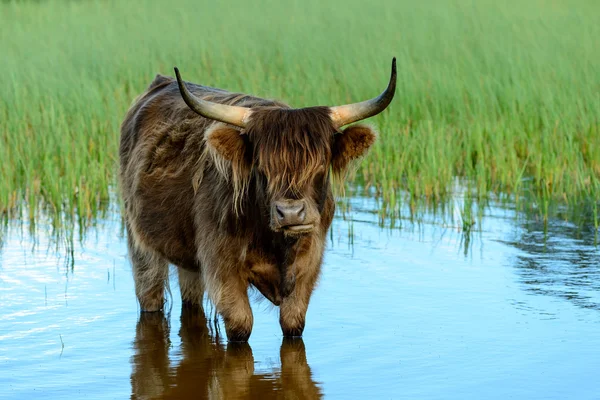 Vaca das Terras Altas no lago — Fotografia de Stock