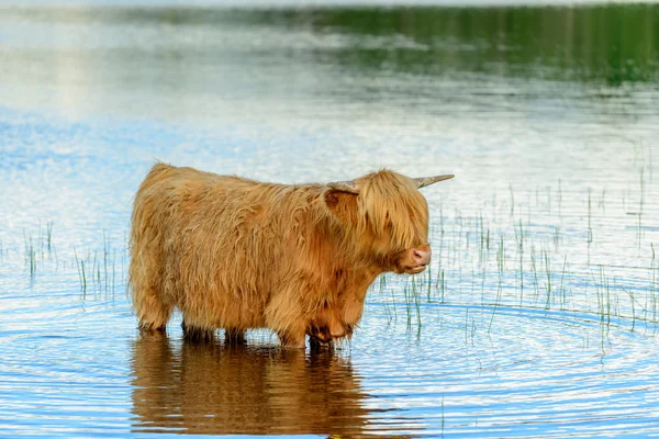 Highland Cow i sjön — Stockfoto