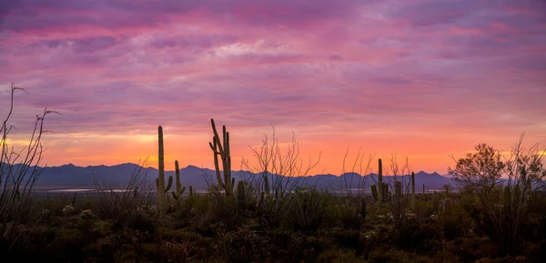 Una Espectacular Puesta Sol Cerca Scottsdale Arizona Sendero Con Saguaro — Foto de Stock