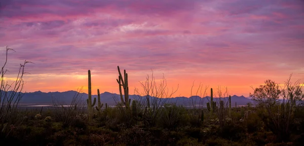 Dramatic Sunset Close Scottsdale Arizona Hiking Trail Saguaro Cactus Stock Picture