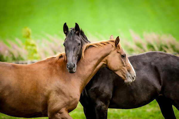Zwei Pferde, die sich in Freundschaft umarmen — Stockfoto