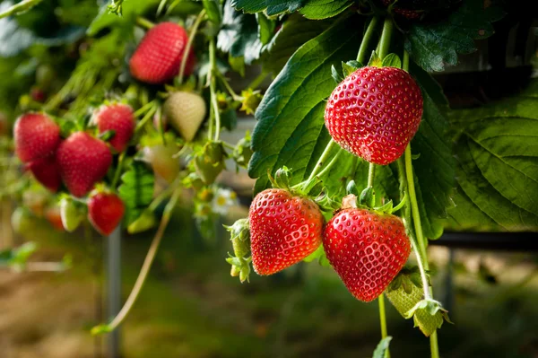 Morangos cultivados em sistema de irrigação — Fotografia de Stock