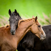 zwei Pferde, die sich umarmen