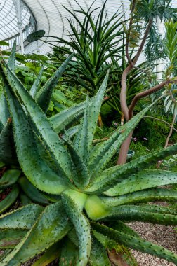 Köpek maması Palace sera