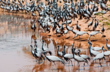 Telli vinçler büyük bir sürü