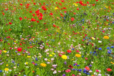Renkli vahşi flowes
