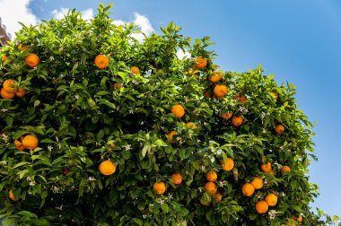 Ripe oranges on a tree clipart