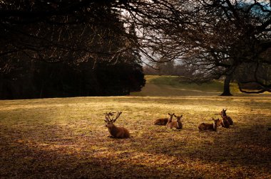 Herd of Red Deers Resting clipart