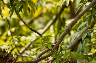 Okuma karıncalar ordusu