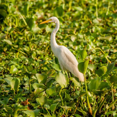 Kerala önemsizden balıkçıl