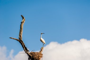 Ağaçta tıraşlama balıkçıl.