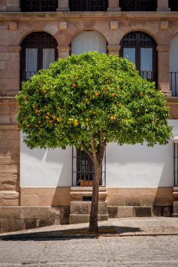 Fruiting orange tree