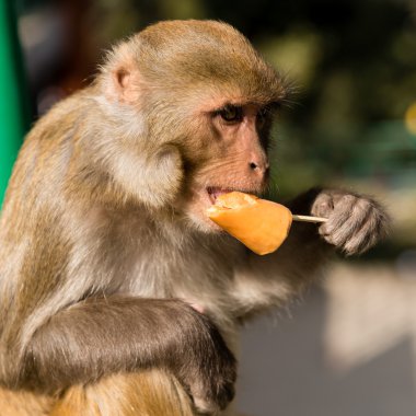 A monkey eating an ice cream