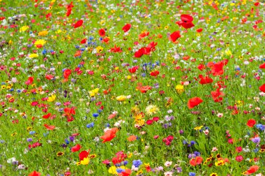 Renkli çayır üzerinde vahşi flowes