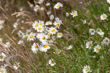 vahşi çiçek olarak çayır
