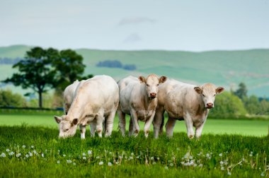 Bir grubu otlayan charolais sığır