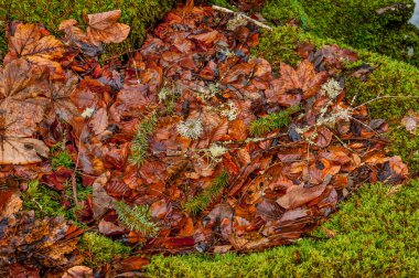 Çırpı ve ormanda bırakır