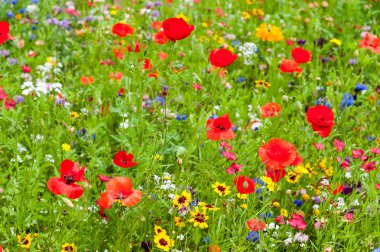 Renkli çayır üzerinde vahşi flowes