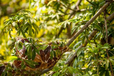 Okuma karıncalar ordusu