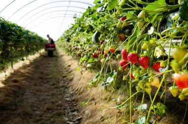 Strawberries being grown commercially clipart