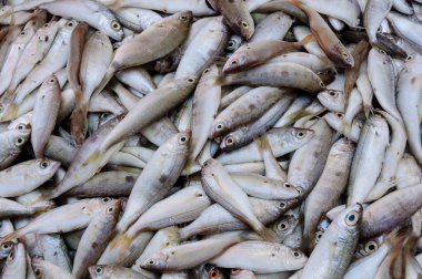 Bir küçük balık taze yakalamak