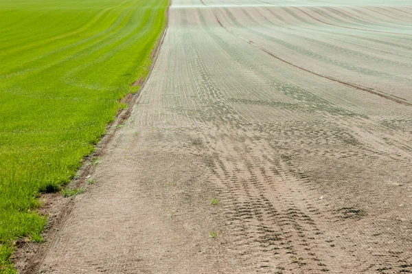 Um campo semeado com grama — Fotografia de Stock