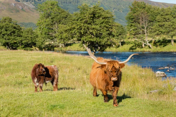 Αγελάδα Χάιλαντ και το μοσχάρι της. — Φωτογραφία Αρχείου