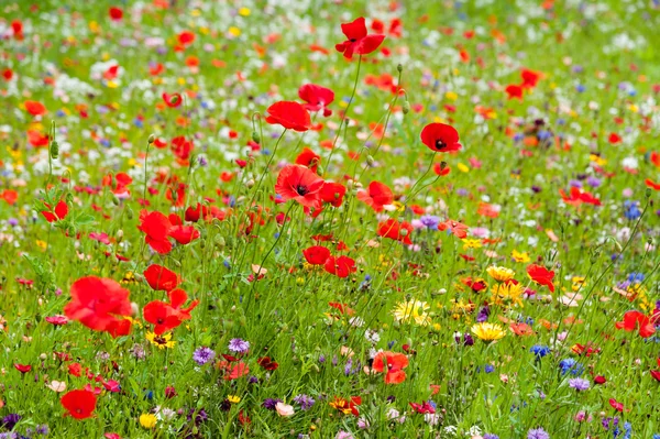 Färgglada vilda blommor — Stockfoto