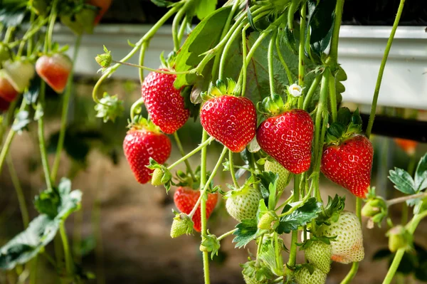 Morangos cultivados comercialmente — Fotografia de Stock