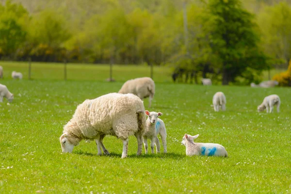 Шотландские овцы с ягнятами — стоковое фото