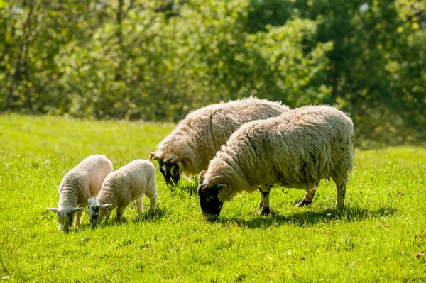 Two ewes and lambs grazing