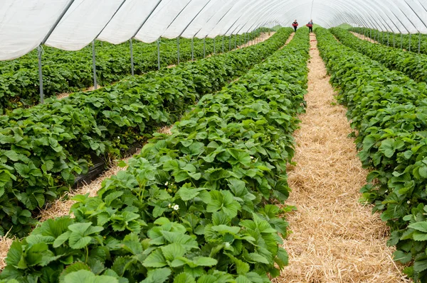 Strawberry beds in a poly tunnel — Stock Photo, Image