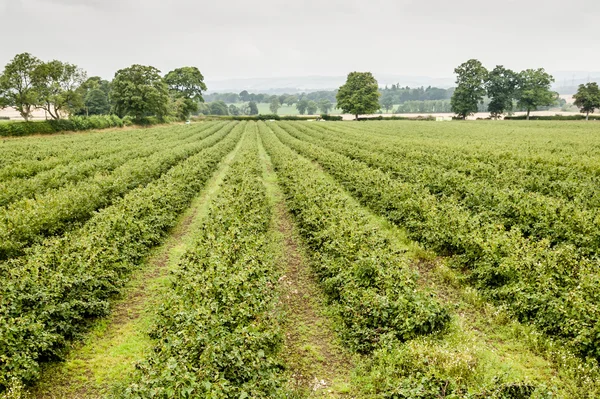 Een groot gebied van zwarte bessen — Stockfoto