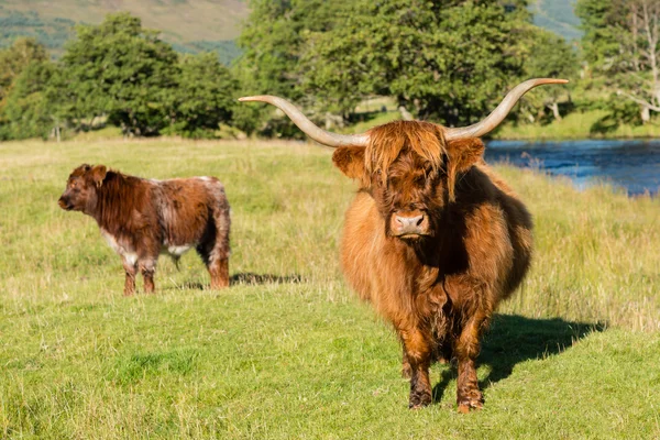 Höglandet ko och hennes kalv — Stockfoto