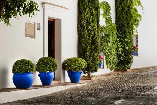 Tre vasi blu con arbusti — Foto Stock