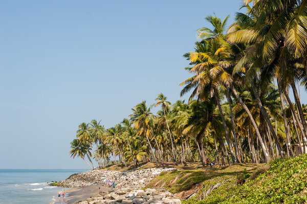 Palm trees and shore