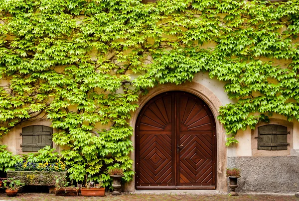 Bir duvarda büyüyen Ivy