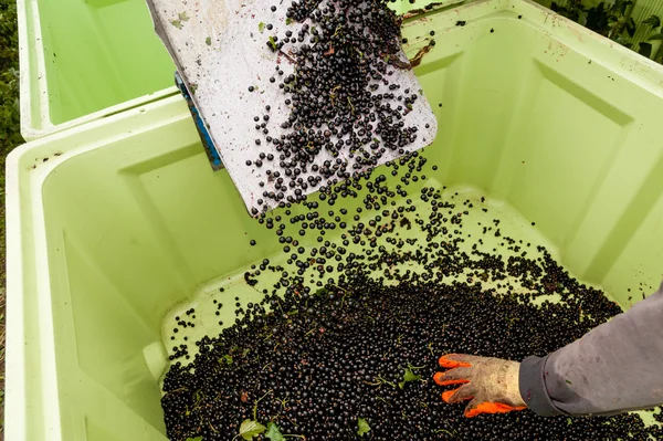 A stream of ripe blackcurrants — Stock Photo, Image