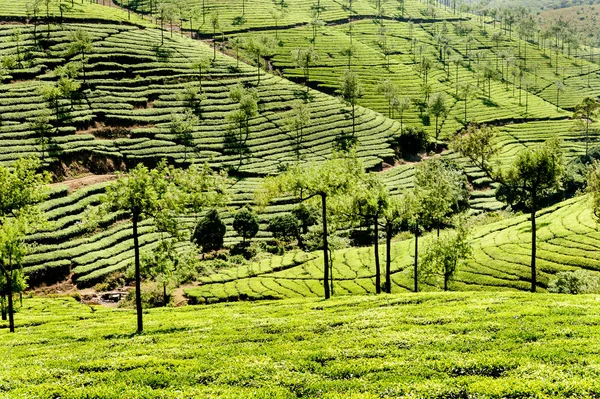 Çay tarlaları Kerala Hindistan — Stok fotoğraf
