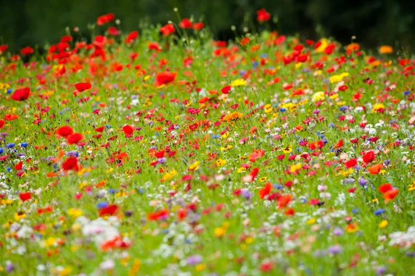 Wilde Flows im Sommer — Stockfoto