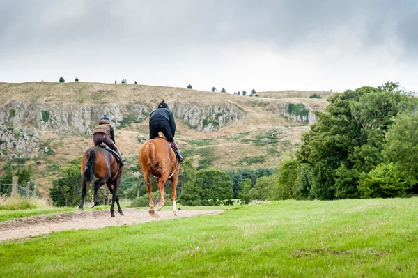 Caballos de carreras en entrenamiento cuesta arriba —  Fotos de Stock