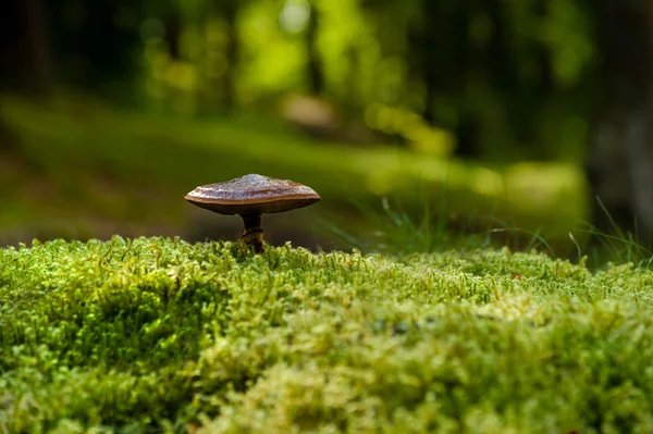 Neidentifikované divoké houba — Stock fotografie
