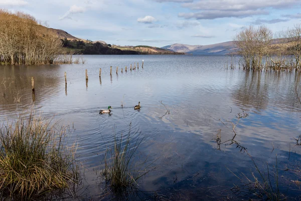 Paisagem de primavera com patos — Fotografia de Stock