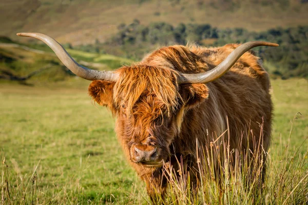 Una vaca madura de Highland — Foto de Stock