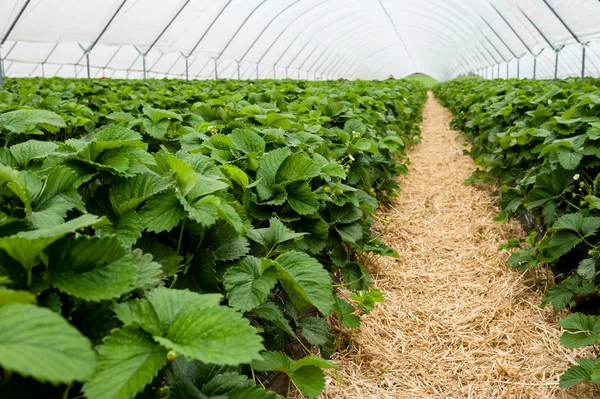 Letti di fragole preparati in primavera — Foto Stock