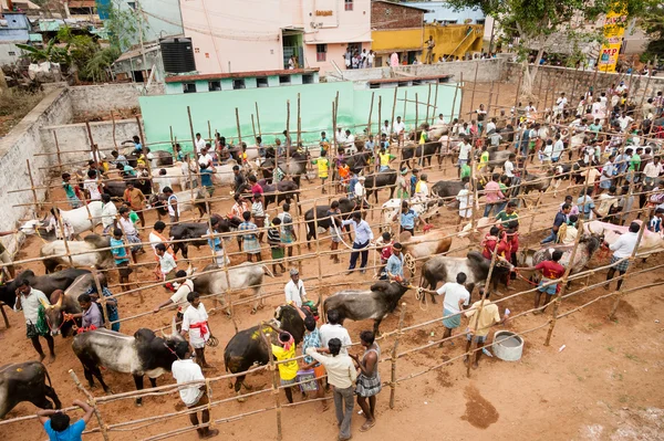 Byki są przygotowane do jallikattu — Zdjęcie stockowe