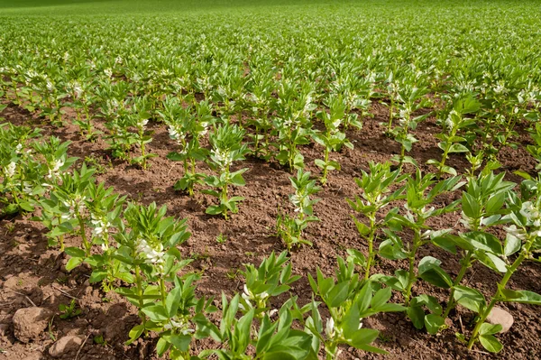 Bean planten in het voorjaar van. — Stockfoto