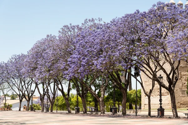 Jacaranda fák, virágzó — Stock Fotó