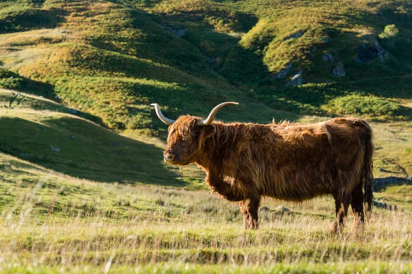Зрелая нагорная корова — стоковое фото